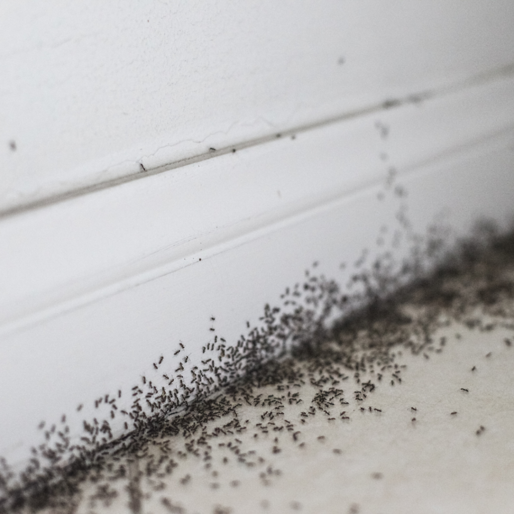 ants crawling up wall