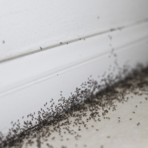 ants crawling up wall